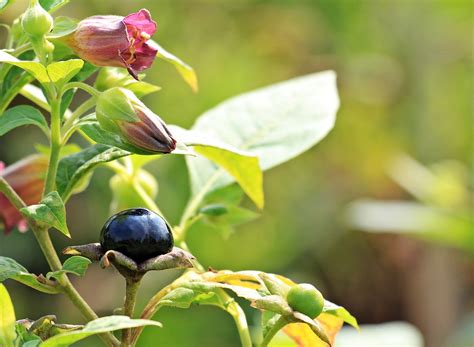 Belladonna Alchemy: Extracting and Harnessing the Plant's Potions